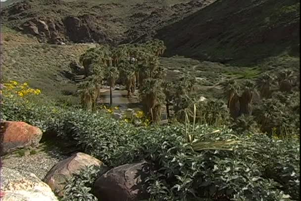 加利福尼亚州沙漠中的绿洲 — 图库视频影像
