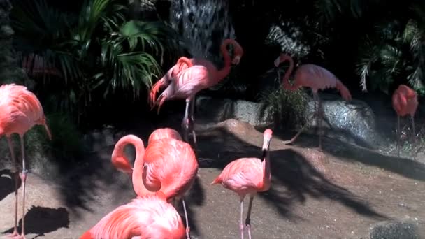 Roze prachtige Flamingo's in de buurt van de waterval — Stockvideo