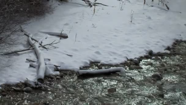 Snowy Creek i vinter skog — Stockvideo