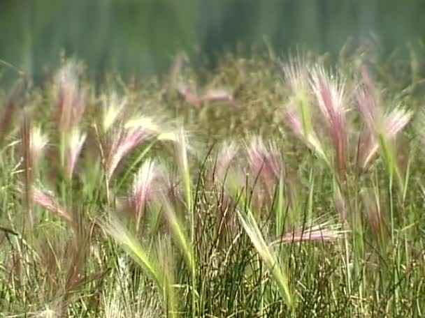 山草が風に揺れる — ストック動画