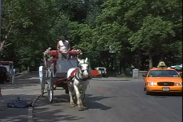 ニューヨーク市の観光馬車 — ストック動画