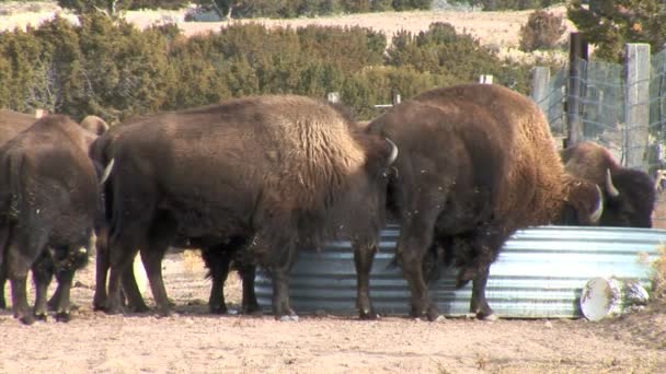 Les buffles pâturent sur la prairie 