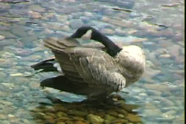 Mangiare oca sulla costa del lago — Video Stock