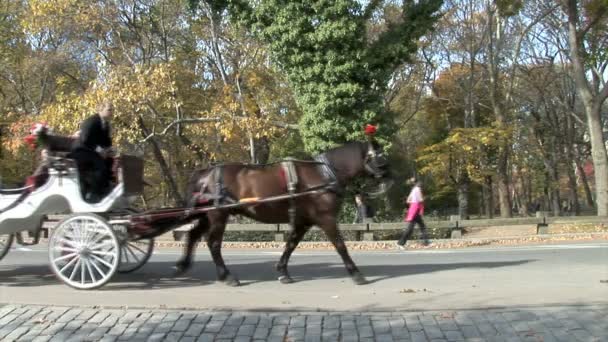 Vagnar med hästar i Central Park i New York — Stockvideo
