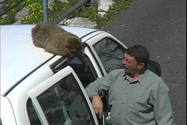 Monkey on touristic car in Rio de Janeiro Royalty Free Stock Footage