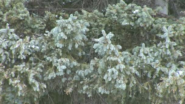 Besneeuwde Pine bomen in het bos — Stockvideo