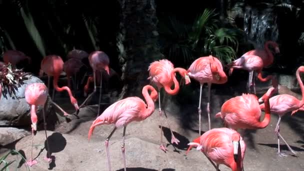 Roze prachtige Flamingo's in de buurt van de waterval — Stockvideo