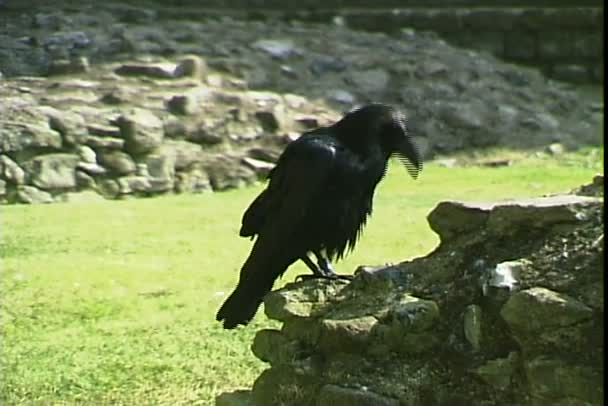 Raven, sedící na skále — Stock video