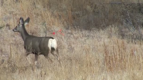 Cerf de Virginie sur le terrain 