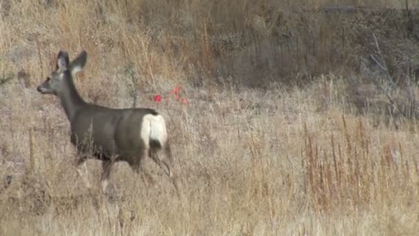 White-tailed deer in field — Stock Video