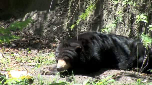 Czarny Niedźwiedź w zoo — Wideo stockowe