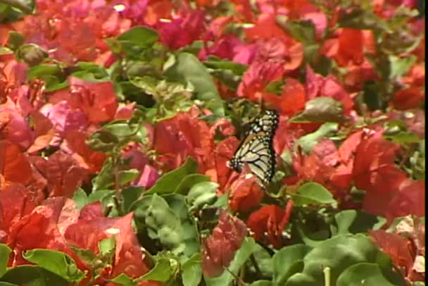 Mariposa monarca sobre flores — Vídeos de Stock