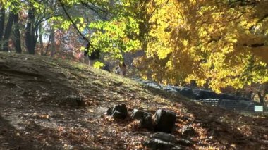 New York 'taki Central Park