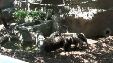Hayvanat bahçesinde yeni Orlans anteaters
