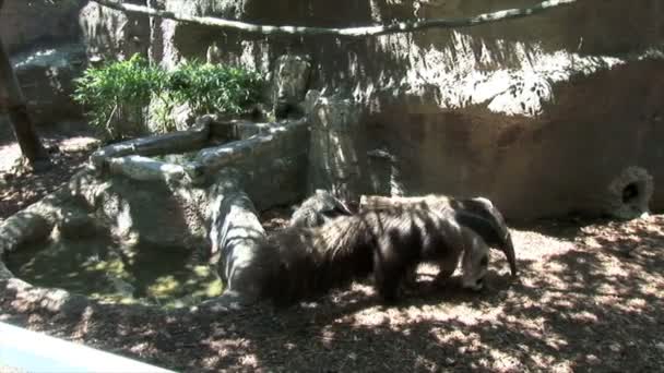 Anteáteres en zoológico en New Orlans — Vídeo de stock