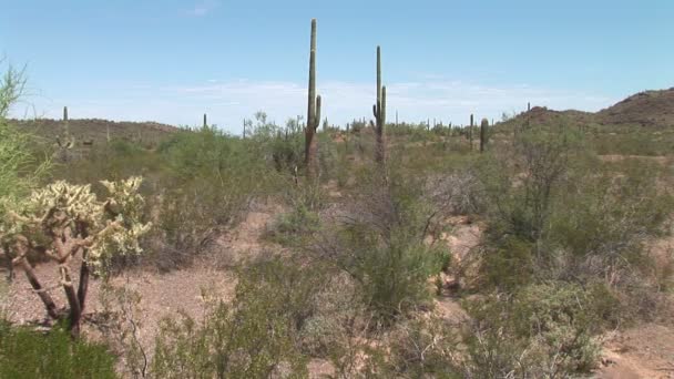 Cactuses in desert in California — Stock Video