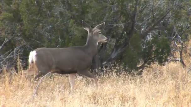 Cerf de Virginie sur le terrain 