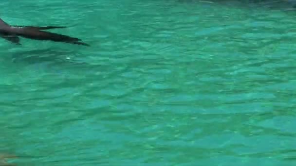 Sellos en la piscina en el zoológico — Vídeo de stock