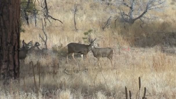 Cerfs de Virginie sur le terrain 