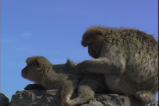 Menschenaffen an Felswand — Stockvideo