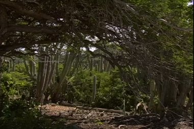 Aruba Island üzerinde büyüyen kaktüs