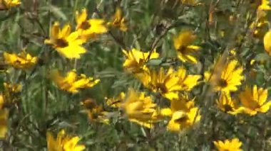 Tarlada altın vahşi çiçekler