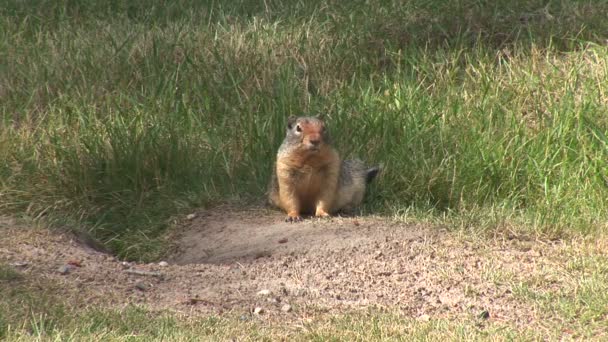 Wild gopher a természetben — Stock videók