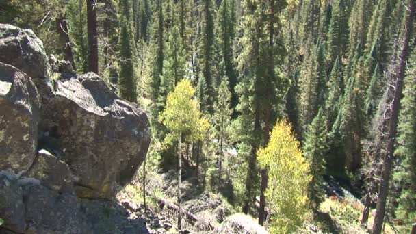 Foresta a Gorge a Pinetop-Lakeside — Video Stock