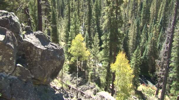 Gorge Pinetop Lakeside, ormanda — Stok video