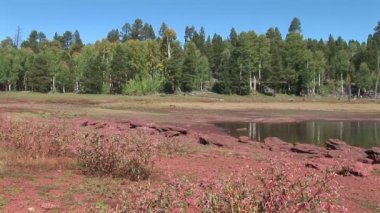 Çalılar ve ağaçlar Pinetop Lakeside adlı
