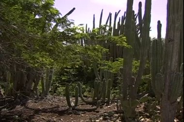 Aruba Island üzerinde büyüyen kaktüs