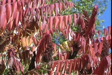 Sonbahar ormanında renkli ağaçlar