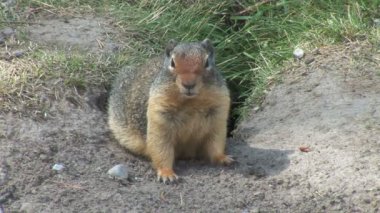 Doğada vahşi gopher