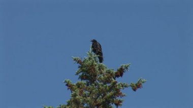 Çam ağacı üzerinde raven