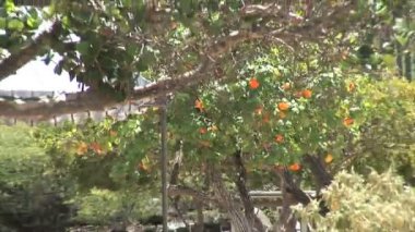 Ayo kaya oluşumları Aruba üzerinde