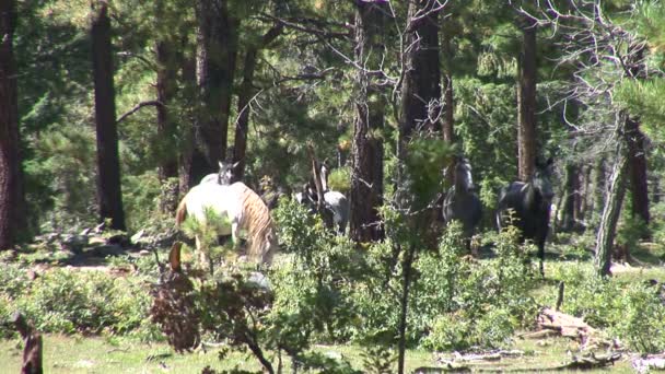 chevaux sauvages dans la forêt
