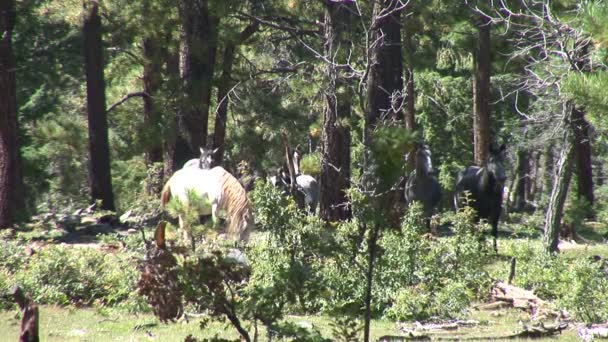 Cavalos selvagens na floresta — Vídeo de Stock