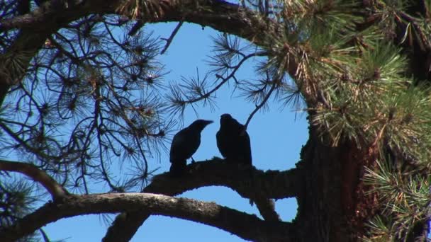 Aves em galhos de árvore — Vídeo de Stock