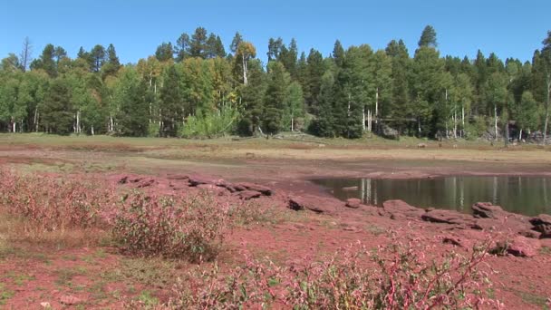 Arbres et buissons au bord du lac Pinetop — Video