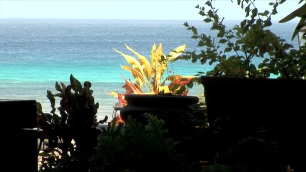 Kleurrijke plant op strand — Stockvideo