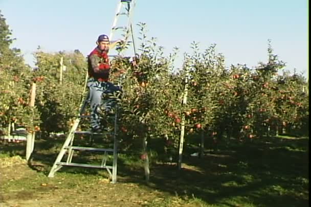 Uomo che raccoglie mele in giardino — Video Stock