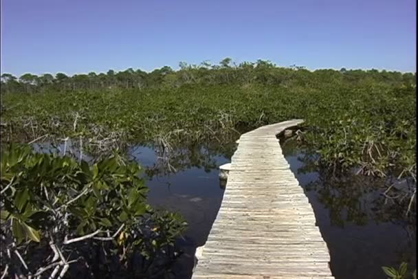 Most nad jeziorem mangrowe — Wideo stockowe