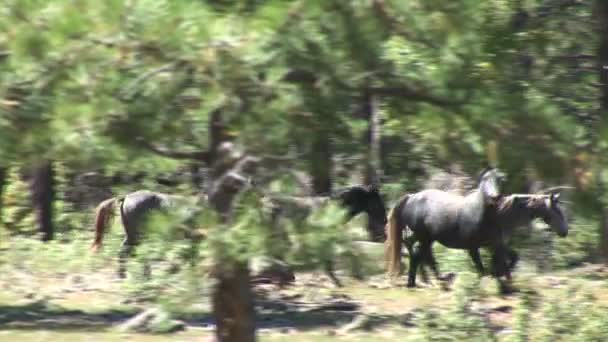 chevaux sauvages dans la forêt