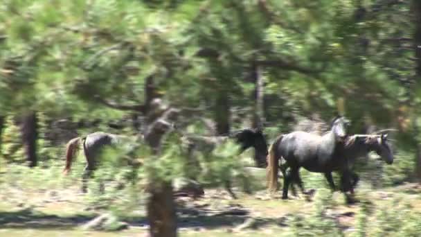 Wildpferde im Wald — Stockvideo