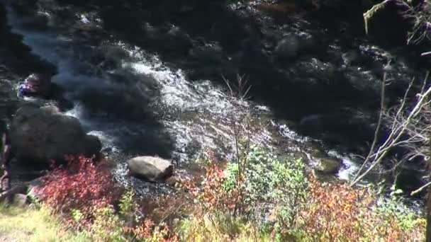 Fluxo no desfiladeiro em Pinetop-Lakeside — Vídeo de Stock