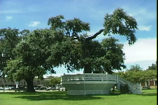 Plantación en el parque en Nueva Orleans — Vídeo de stock