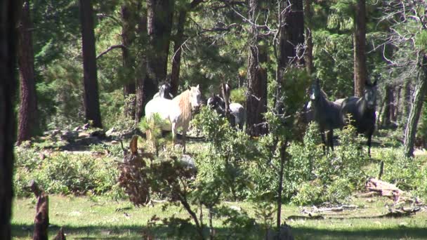Дикие лошади в лесу — стоковое видео