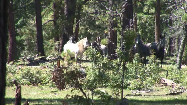 chevaux sauvages dans la forêt