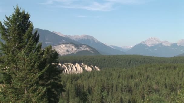 Borovicový les Banff v Kanadě — Stock video