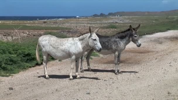 アルバ島の荒馬 — ストック動画